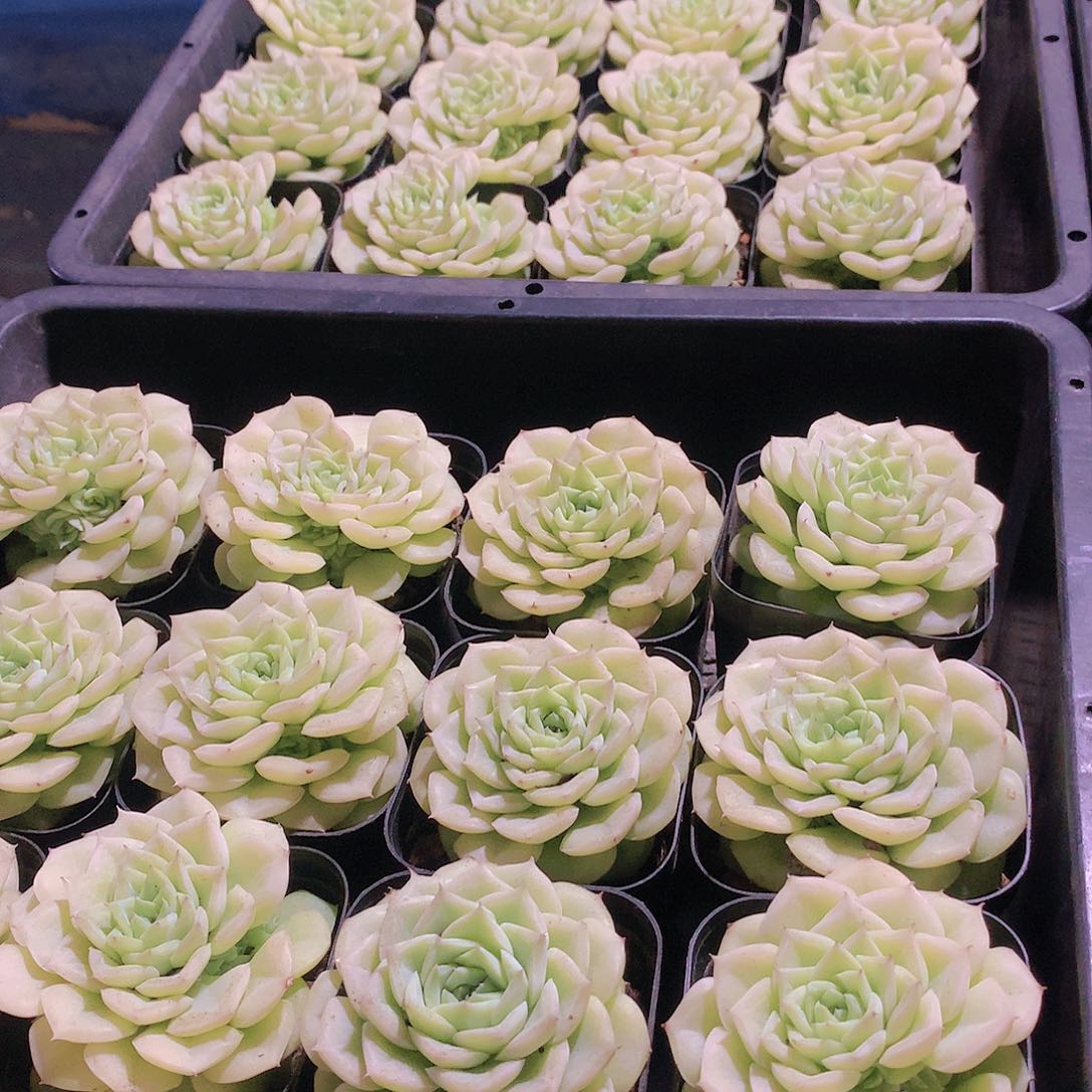 白天鹅两颗24577889900000