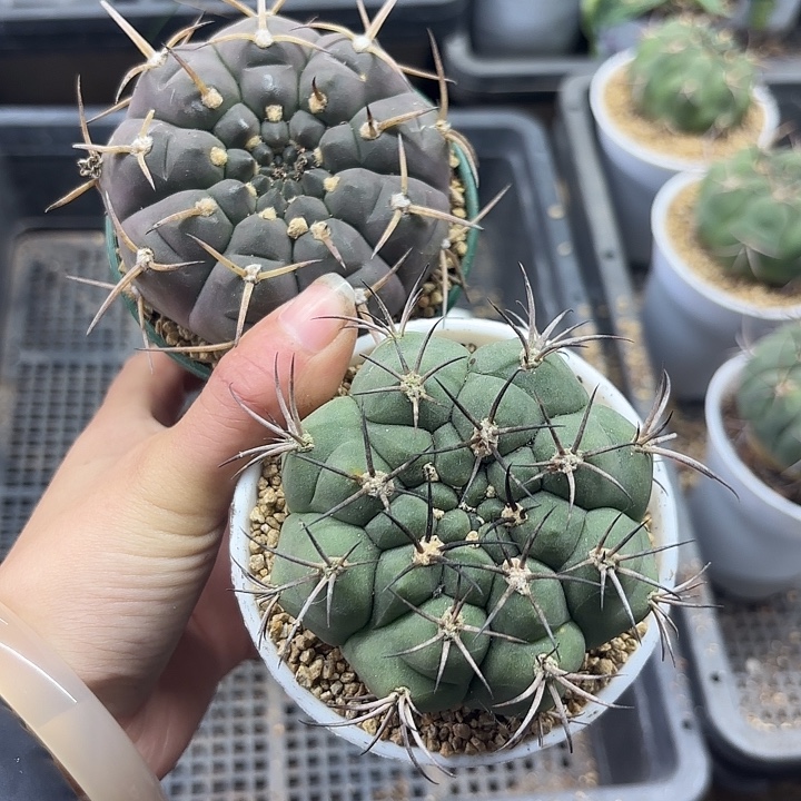     紫丽丸➕新天地组合