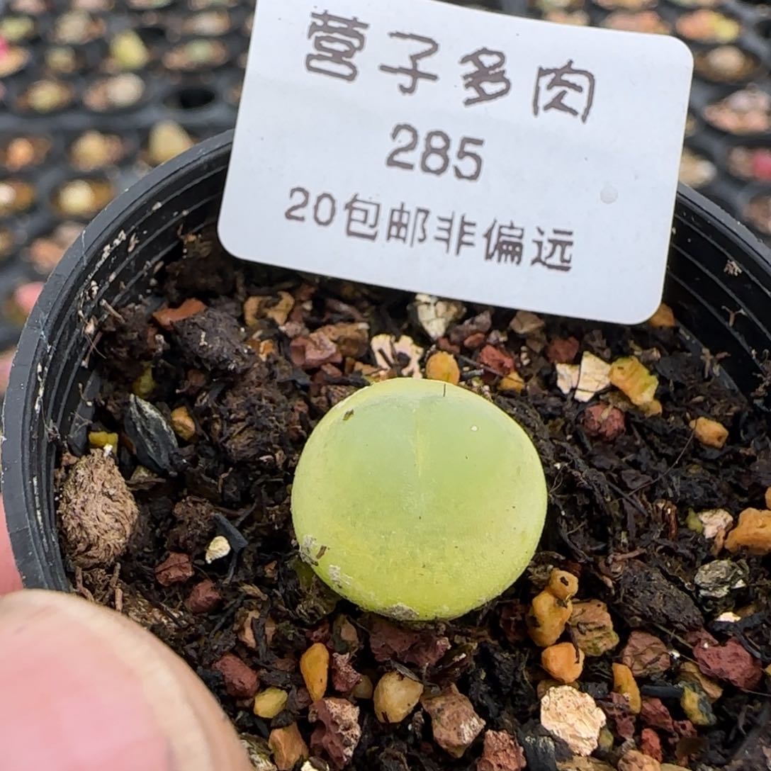 福利脱土发货。         