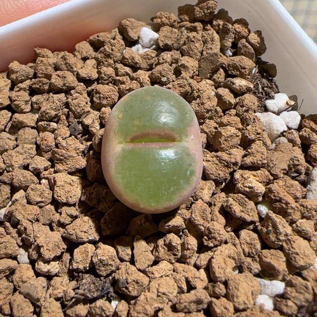 肉锥多肉植物组合-绿焰1377