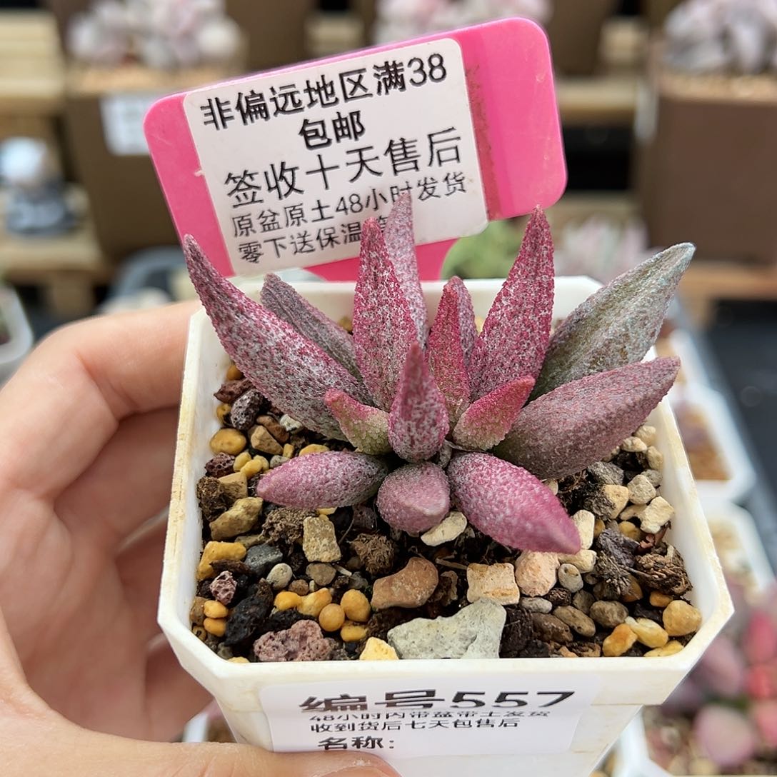 557猪尾巴多肉植物