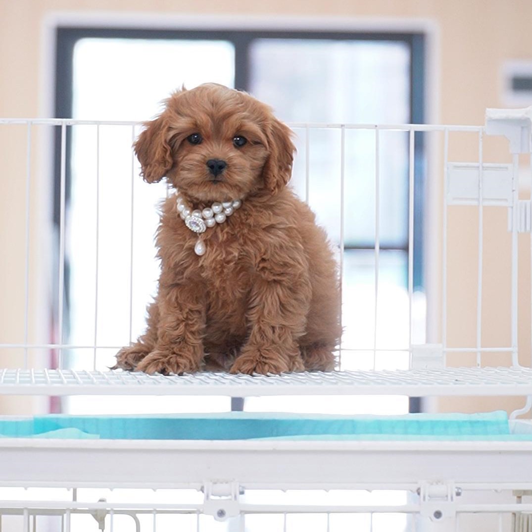 0407拍摄8号可卡布弟弟宠物狗狗幼犬①4.12②4.27③5.13