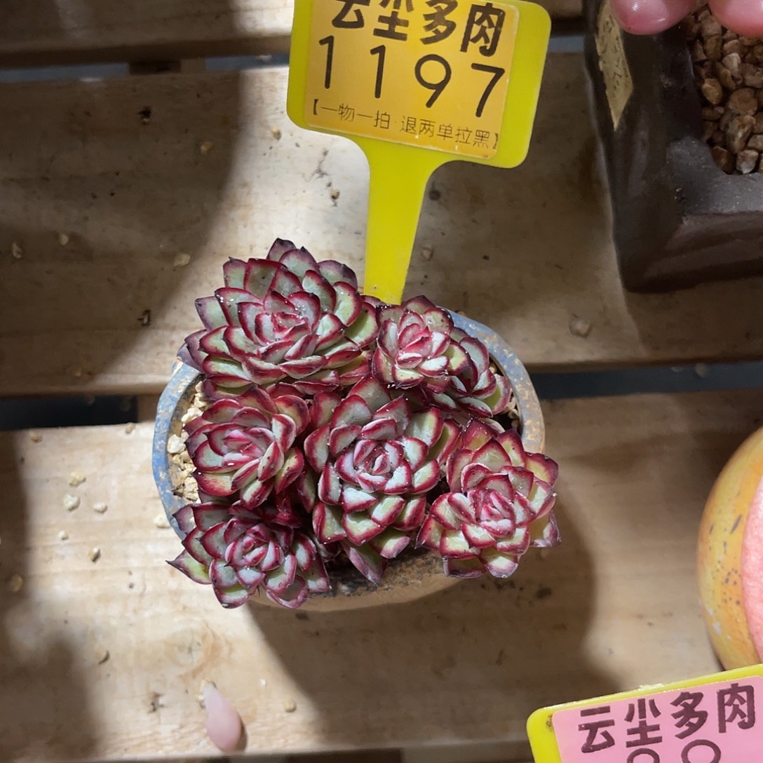 唏***噜云尘多肉一物一拍不含盆 1197,