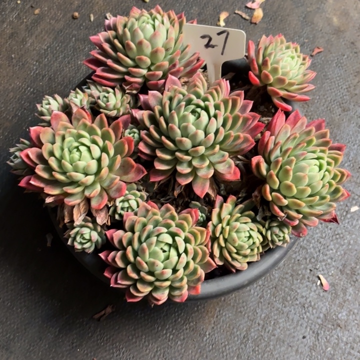 用***3多肉植物，红女巫27号