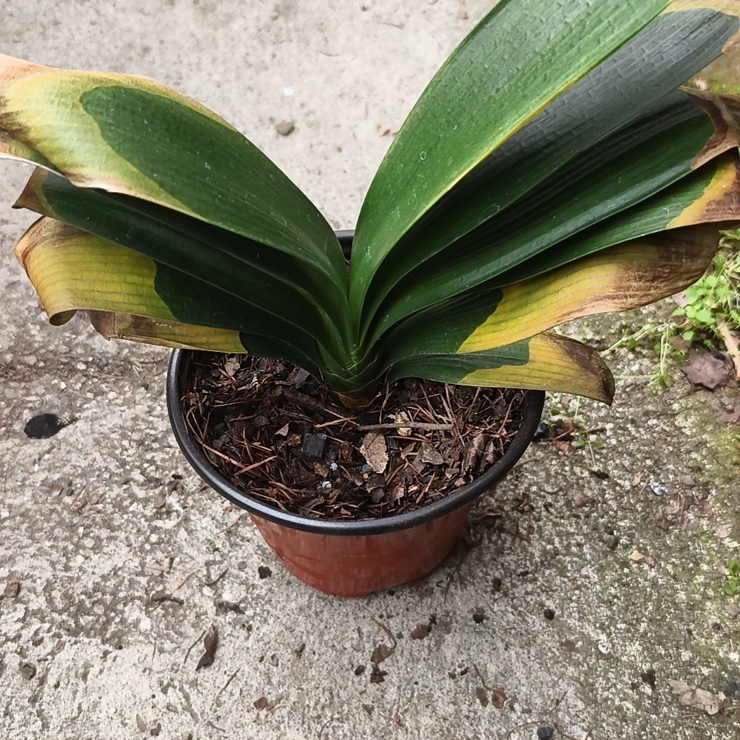 上***8完全开放巨大轮残叶苗一颗无售后