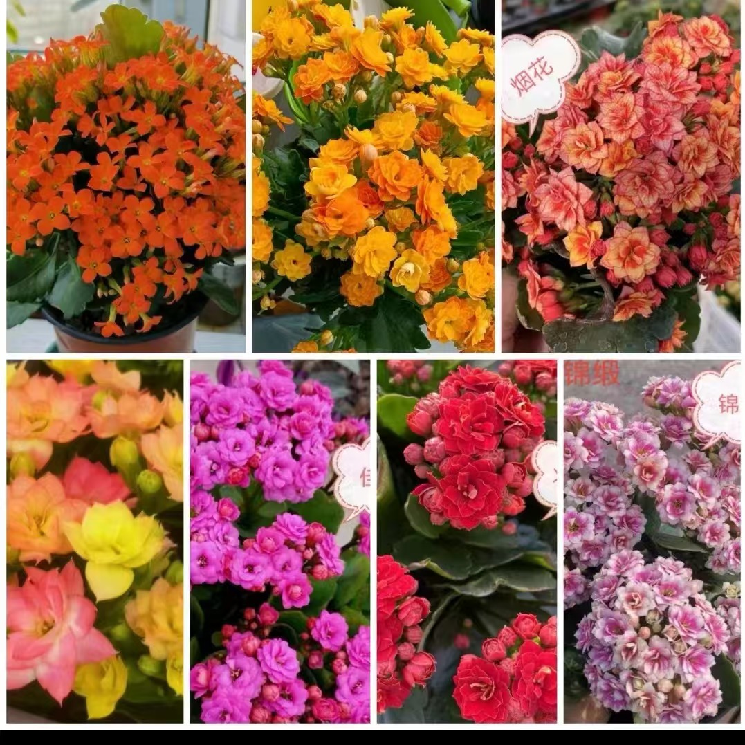 莱蕊:：重瓣 花期长 阳台花卉 花园盆栽