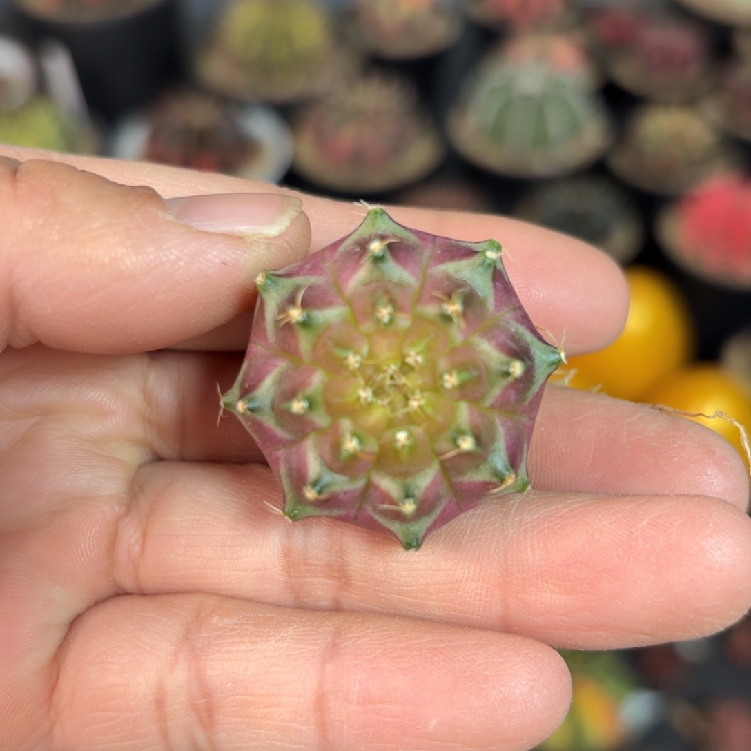 泰系实生米哈仙人球轮回15号