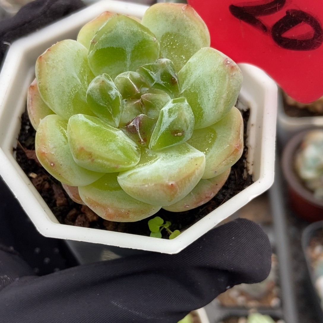 520粉钻多肉植物多肉