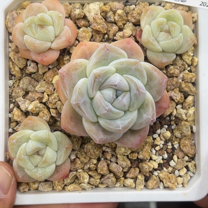 张张精品多肉甄选019