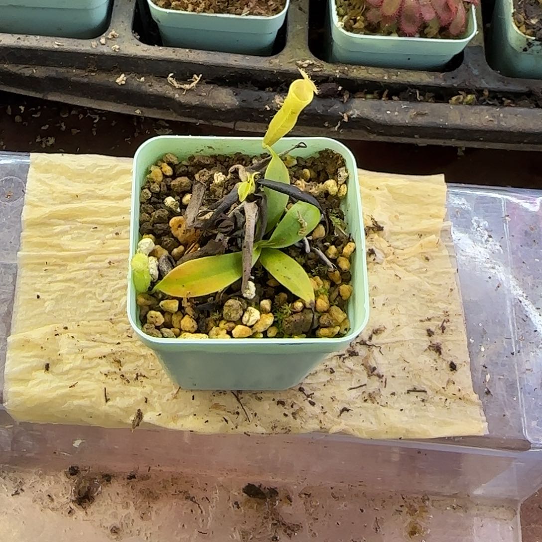 完全开放绿风铃猪笼