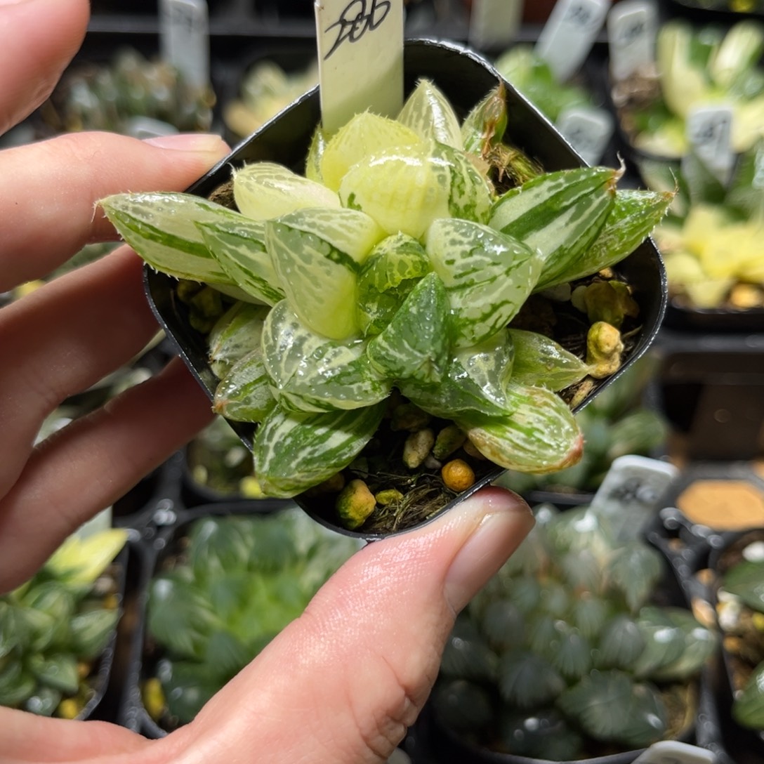 286宝莲灯玉露锦一物一拍