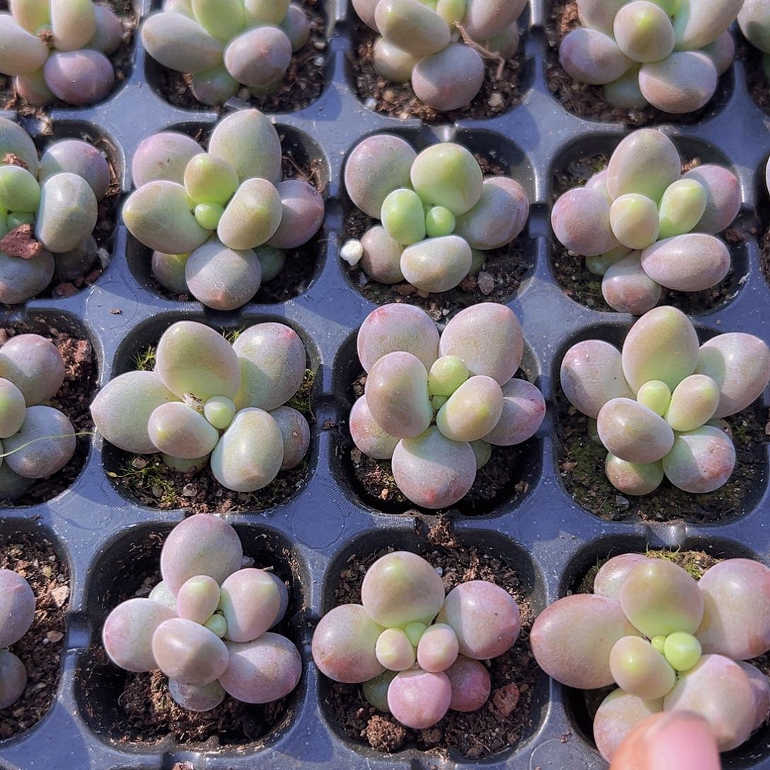 七彩豆奶3颗苗多肉