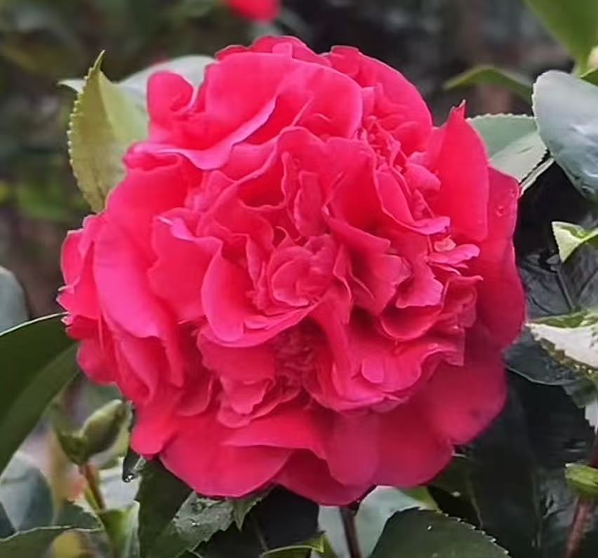 【破价福利】40-50cm 克瑞墨山茶花盆栽开花花香花卉绿植