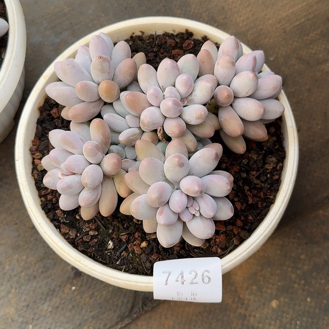 智***地7426号汤圆多肉群生