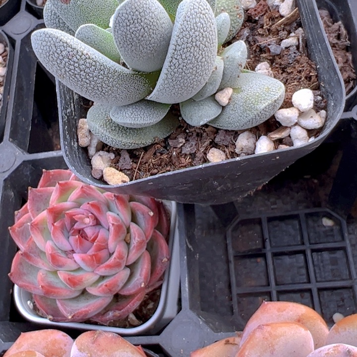 小蓝夜【一物一拍】香尔卉园艺