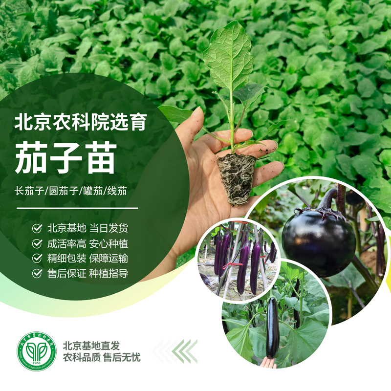 农科院茄子苗紫黑长茄圆茄子绿罐茄线茄烧烤面包茄盆栽地栽蔬菜苗