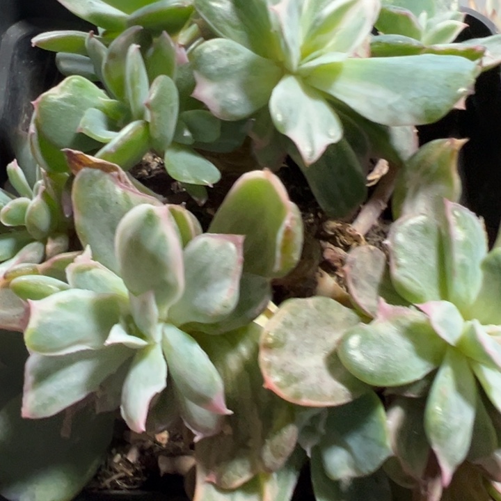 伯克利即可他们肉植物1256