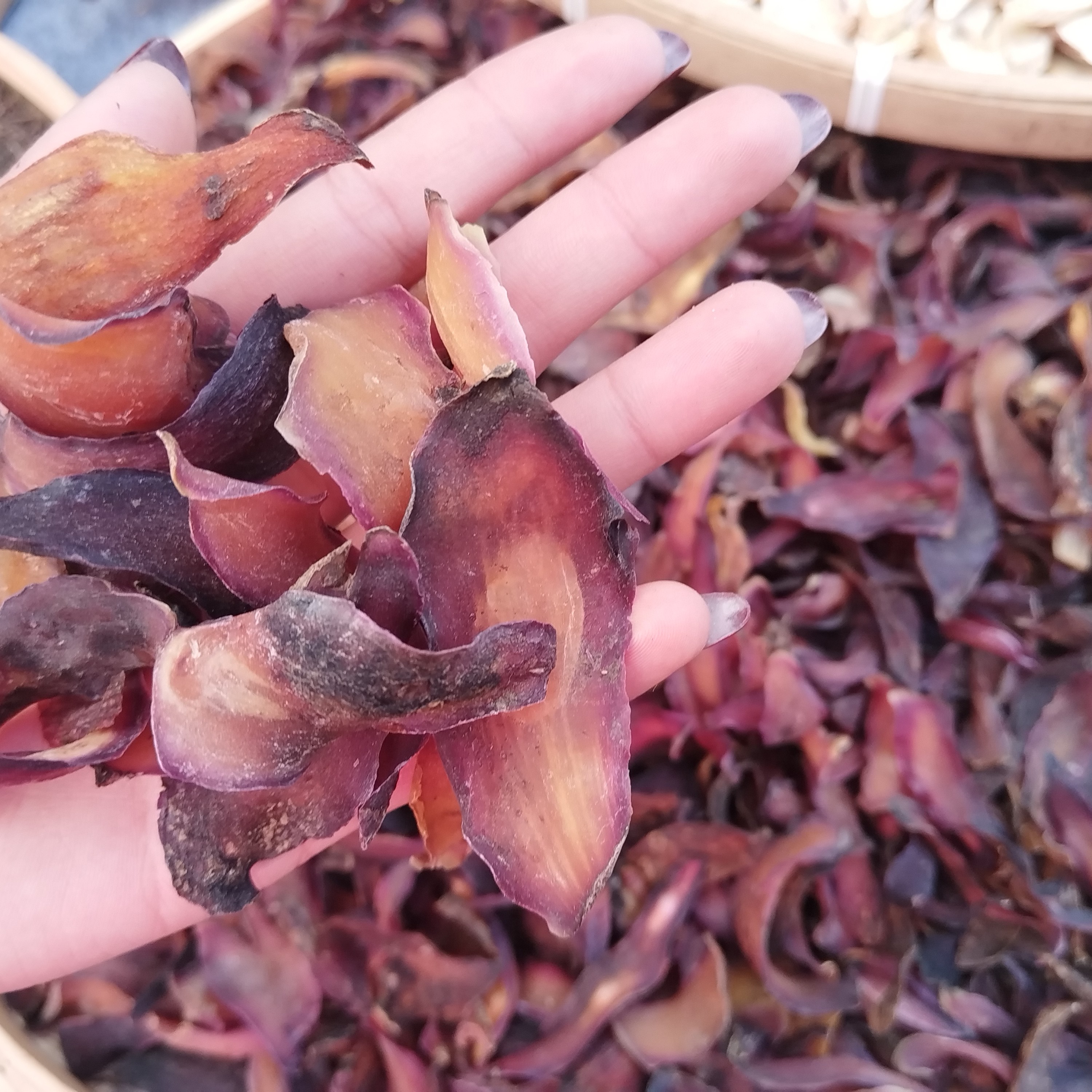 勇，现收山货紫百合