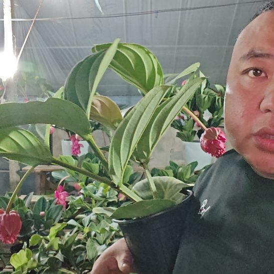 蜗***店无花朵宝莲灯花基地发货