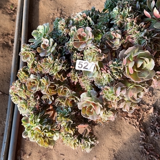 空***杯多肉植物一个玫瑰527