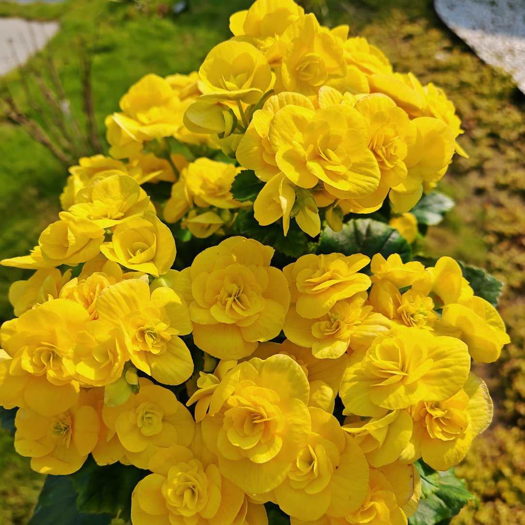 盆栽花卉 丽格海棠 黄色