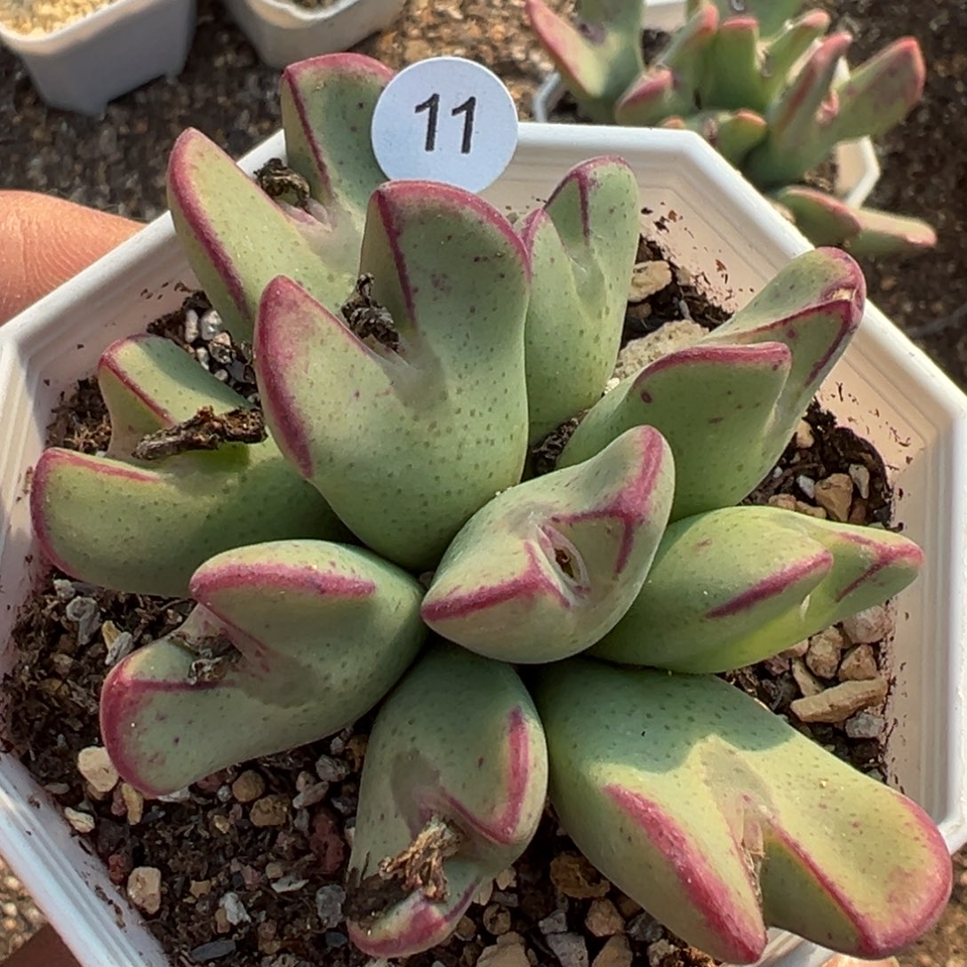 奶***样多肉植物111111111111