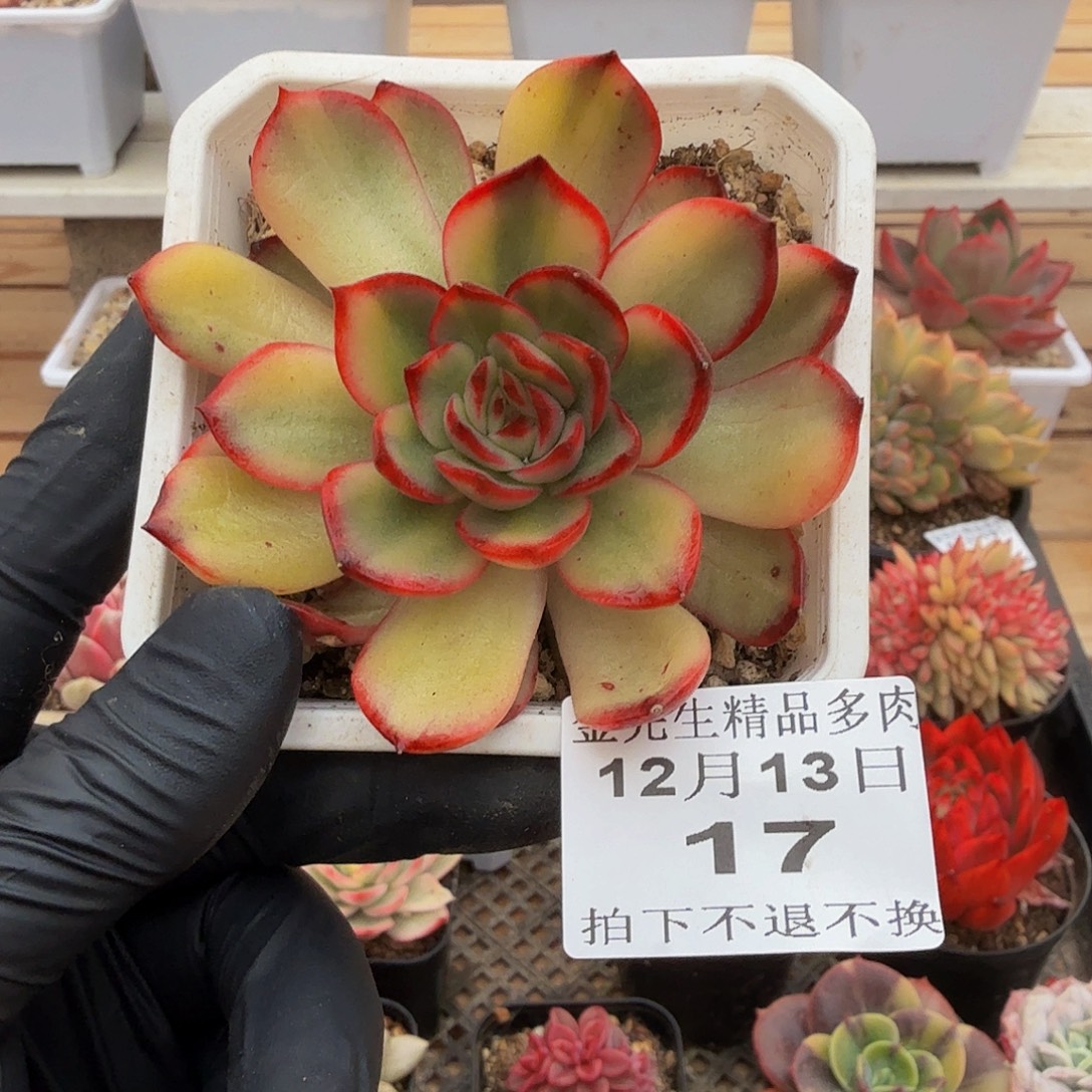 1213-17保利安娜福伦