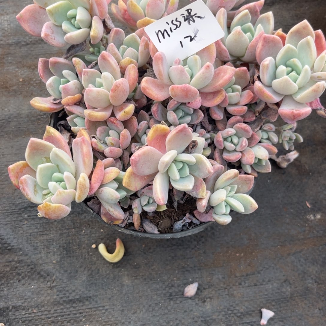 m***梁克洛伊多肉植物