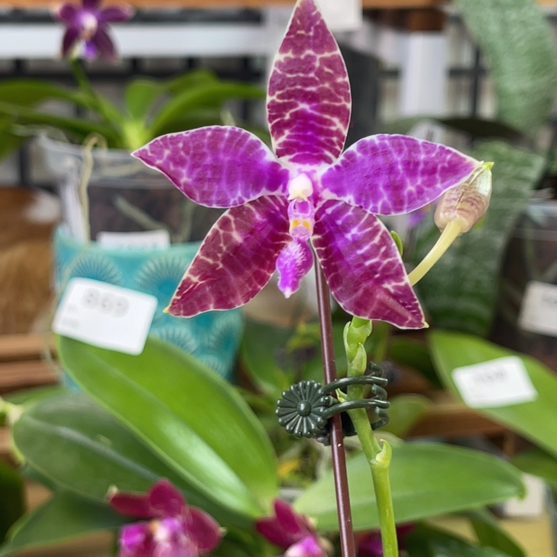 完全开放SWR红路德-1317