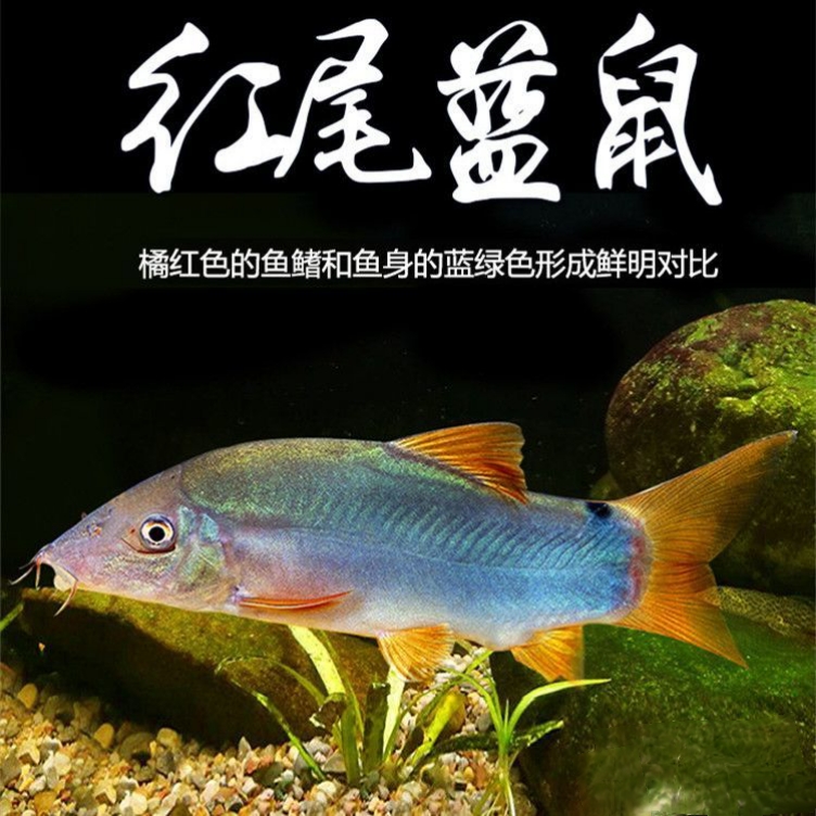 红尾蓝鼠鱼 热带观赏鱼清洁鱼底层鱼