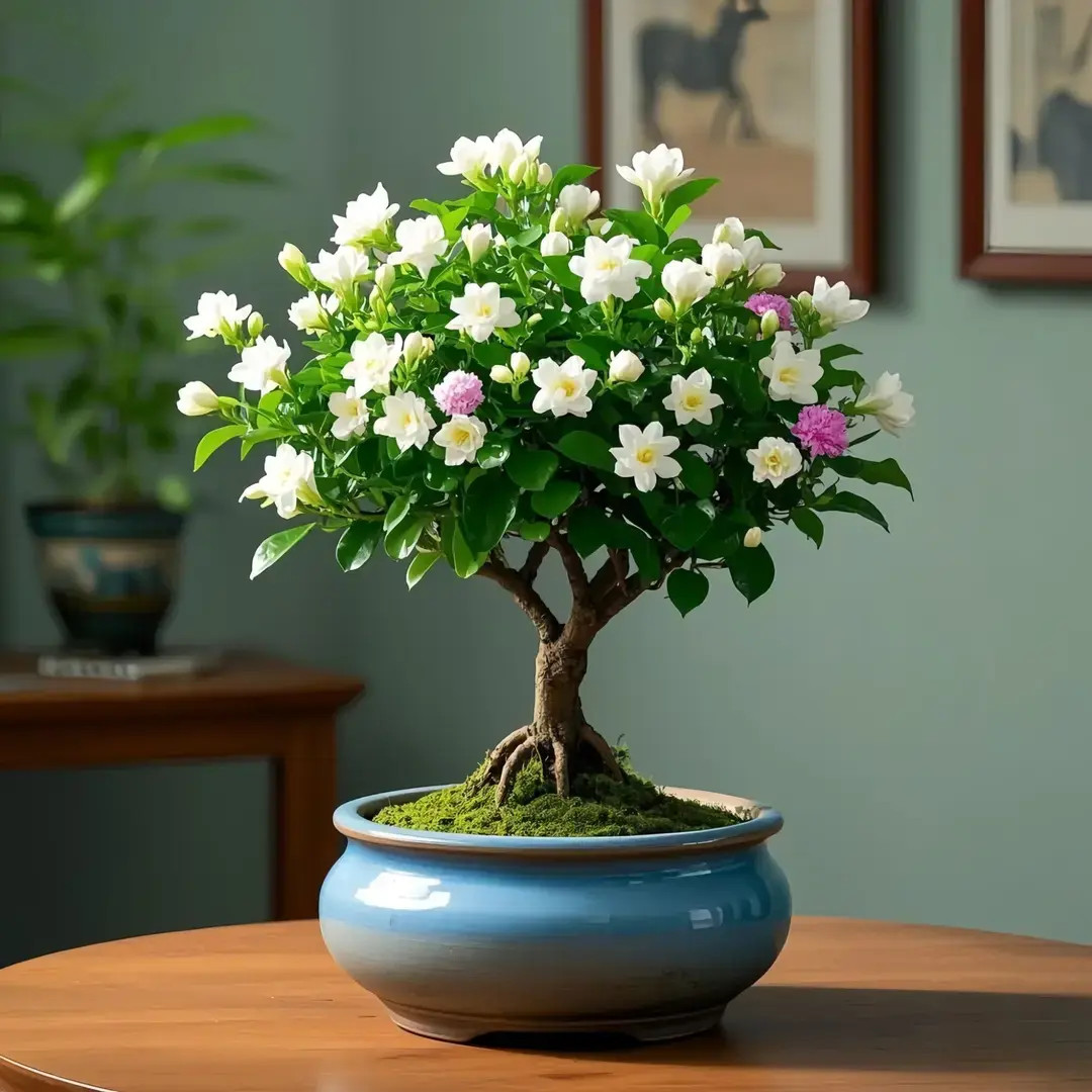 浓香款茉莉花老桩树苗盆栽四季开花重瓣耐寒好养阳台庭院绿植花卉