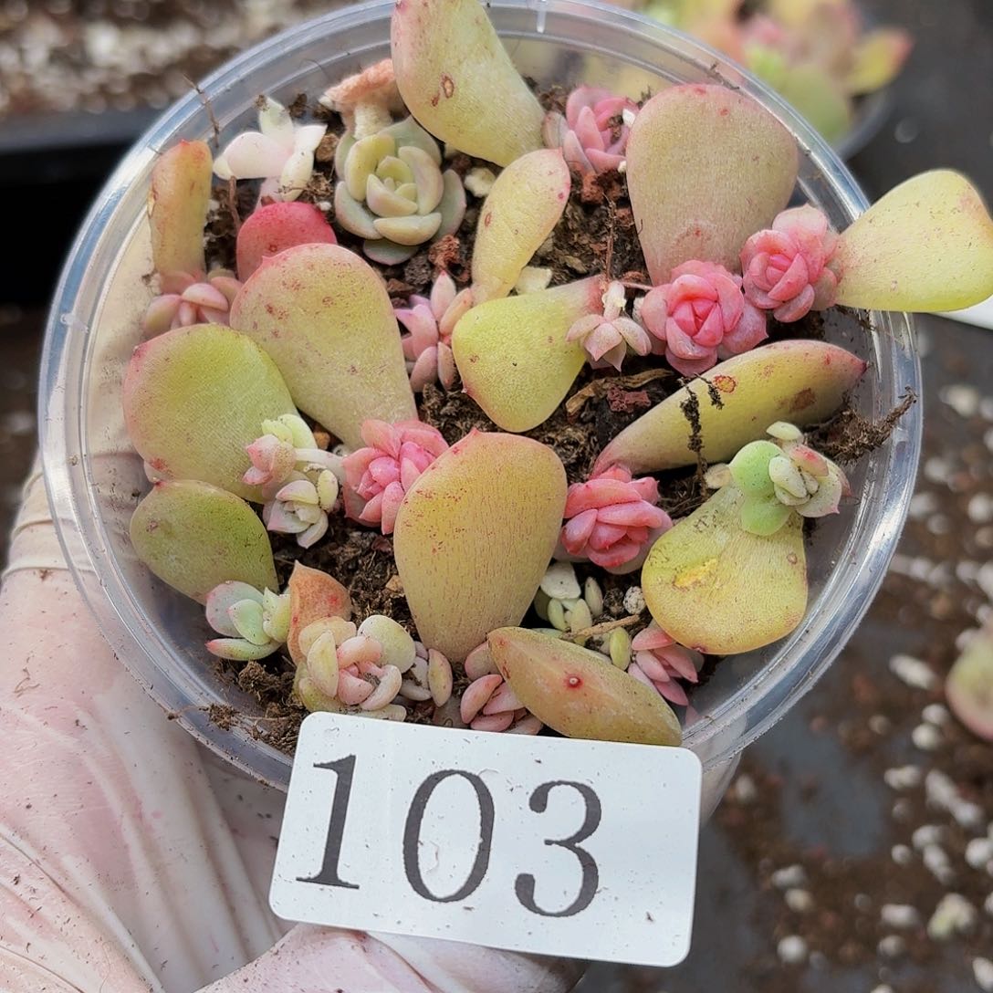 多肉植物多肉植物103