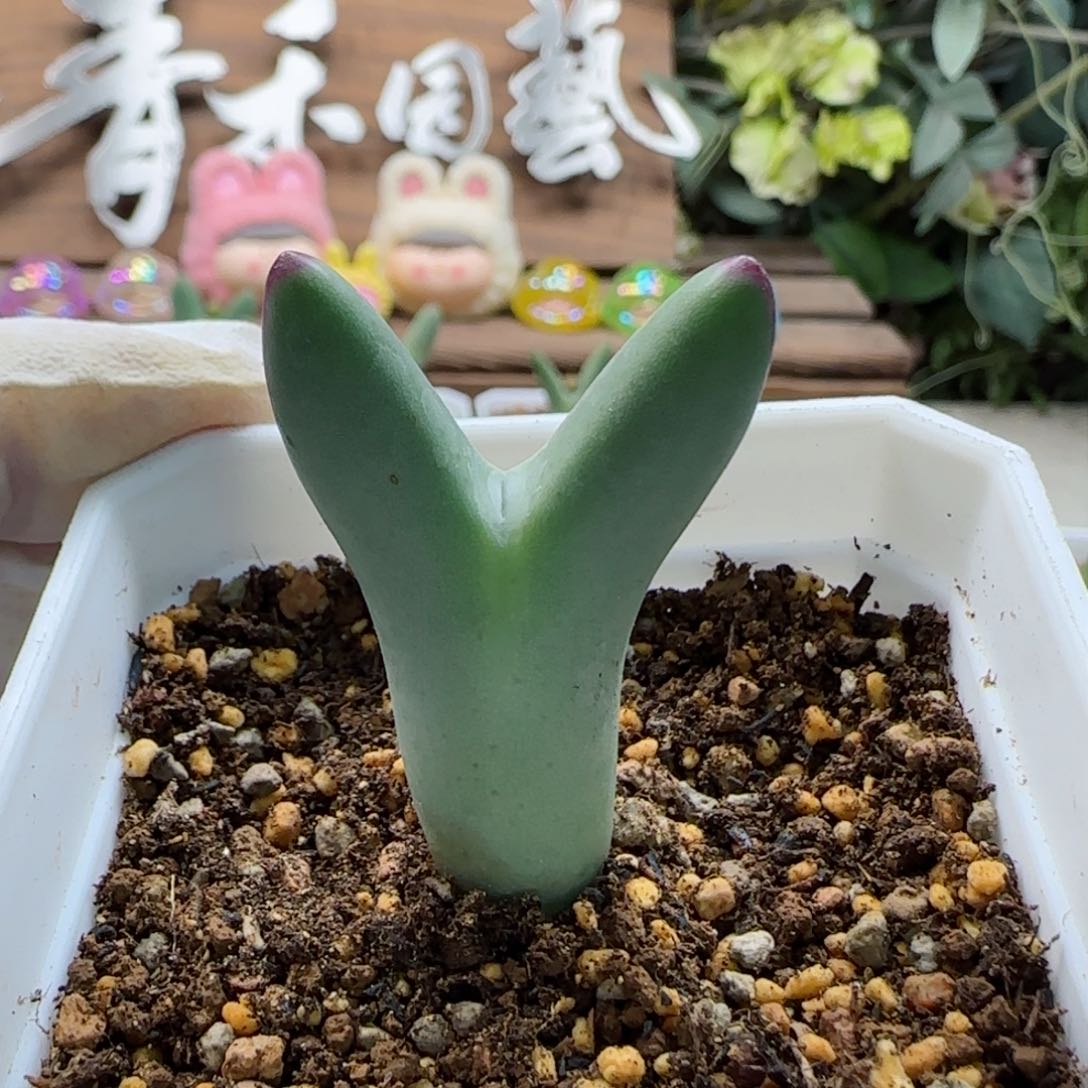 1-19-7-3当天满58包邮皮卡丘多肉脱土