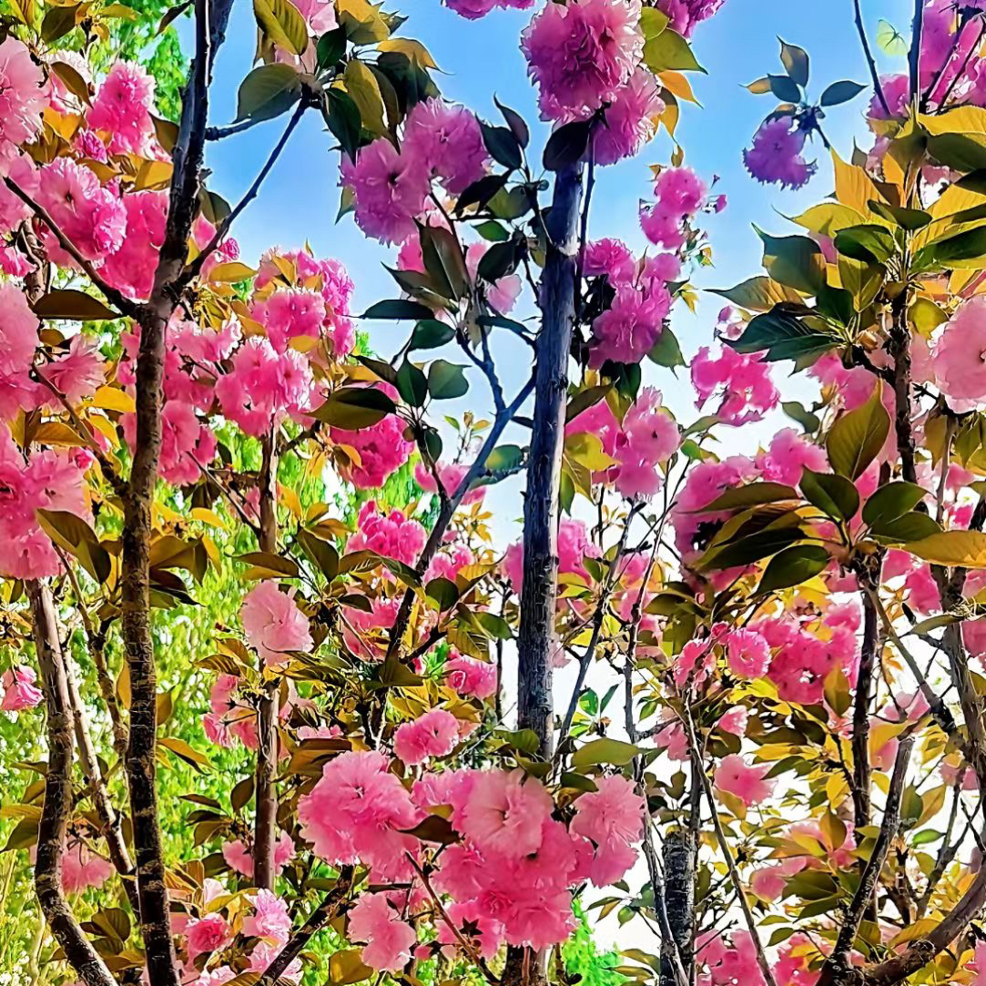 米洛斯双十一上衣半身裙活动69-9