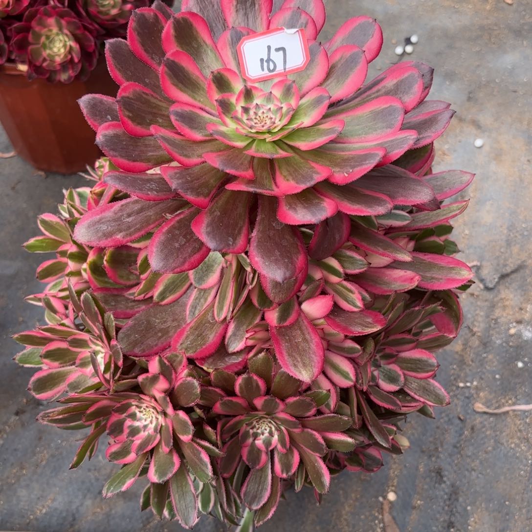 167粉瞳多肉植物绿植