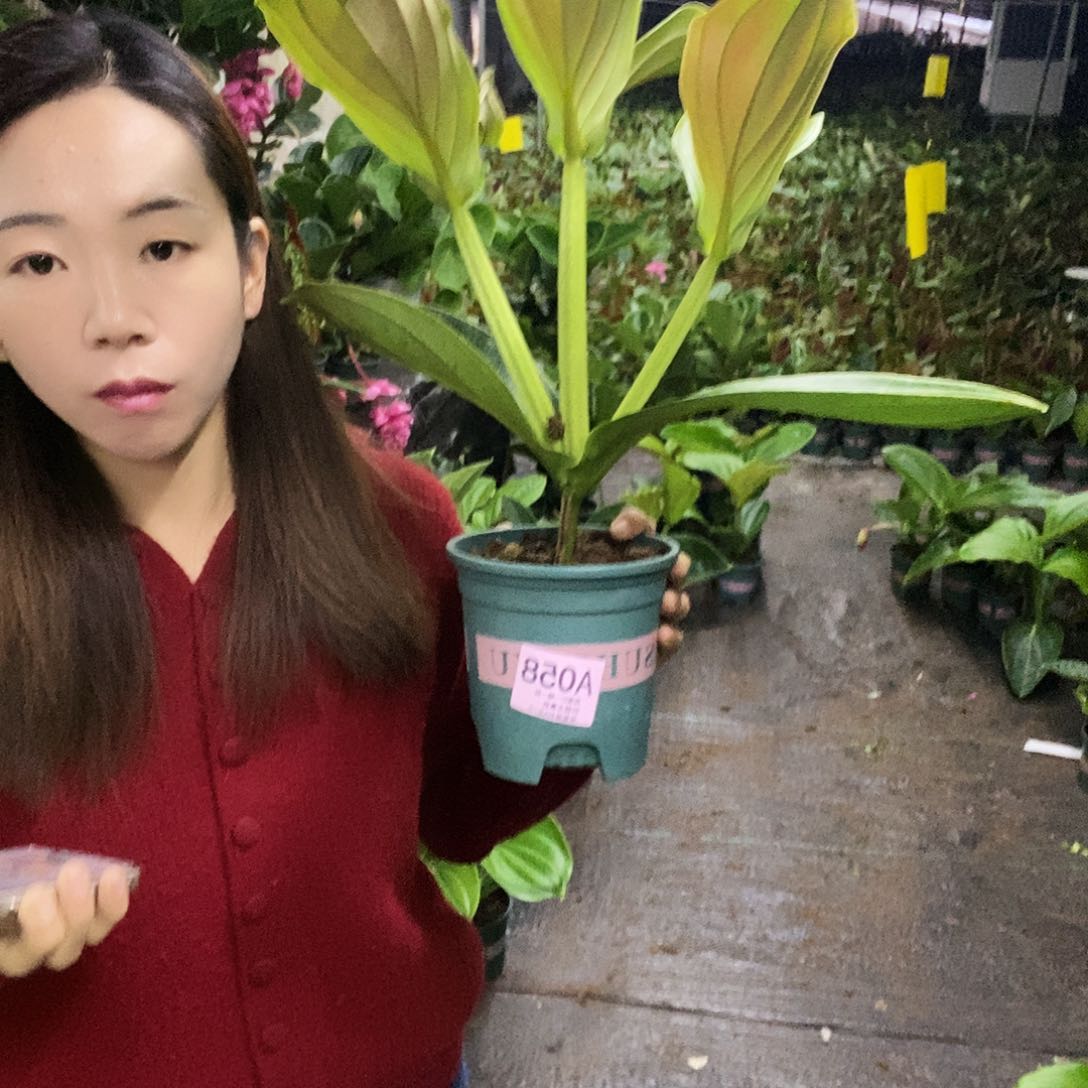 木本植物梦*木本花卉058