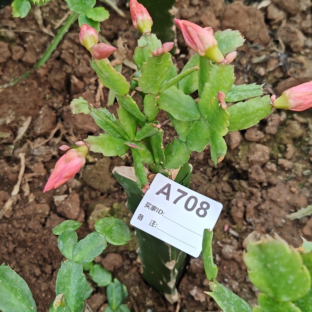 2228橙红重瓣脱土易掉苞芽708