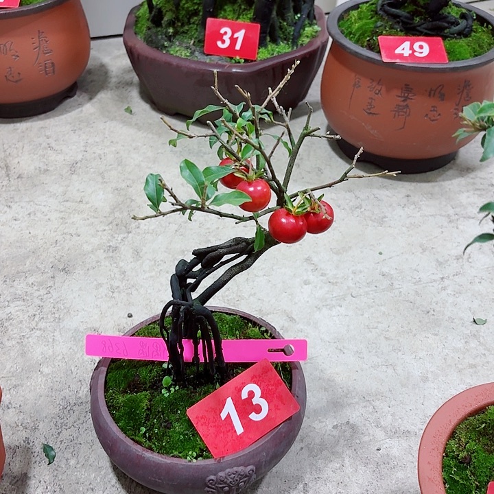 偶***遇无花朵金弹子盆景树