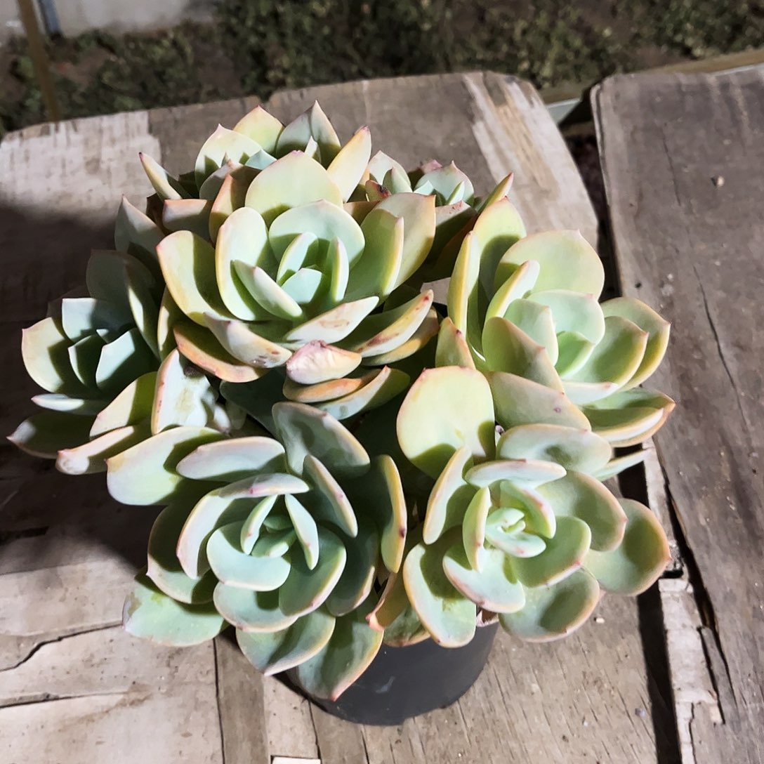 ****️17多肉植物提取萃取剂中