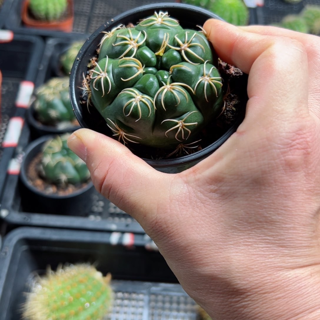 下24海王根5公分左右脱土发货20包邮