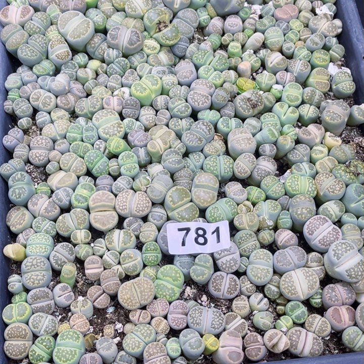 781 生石花一物一图如图