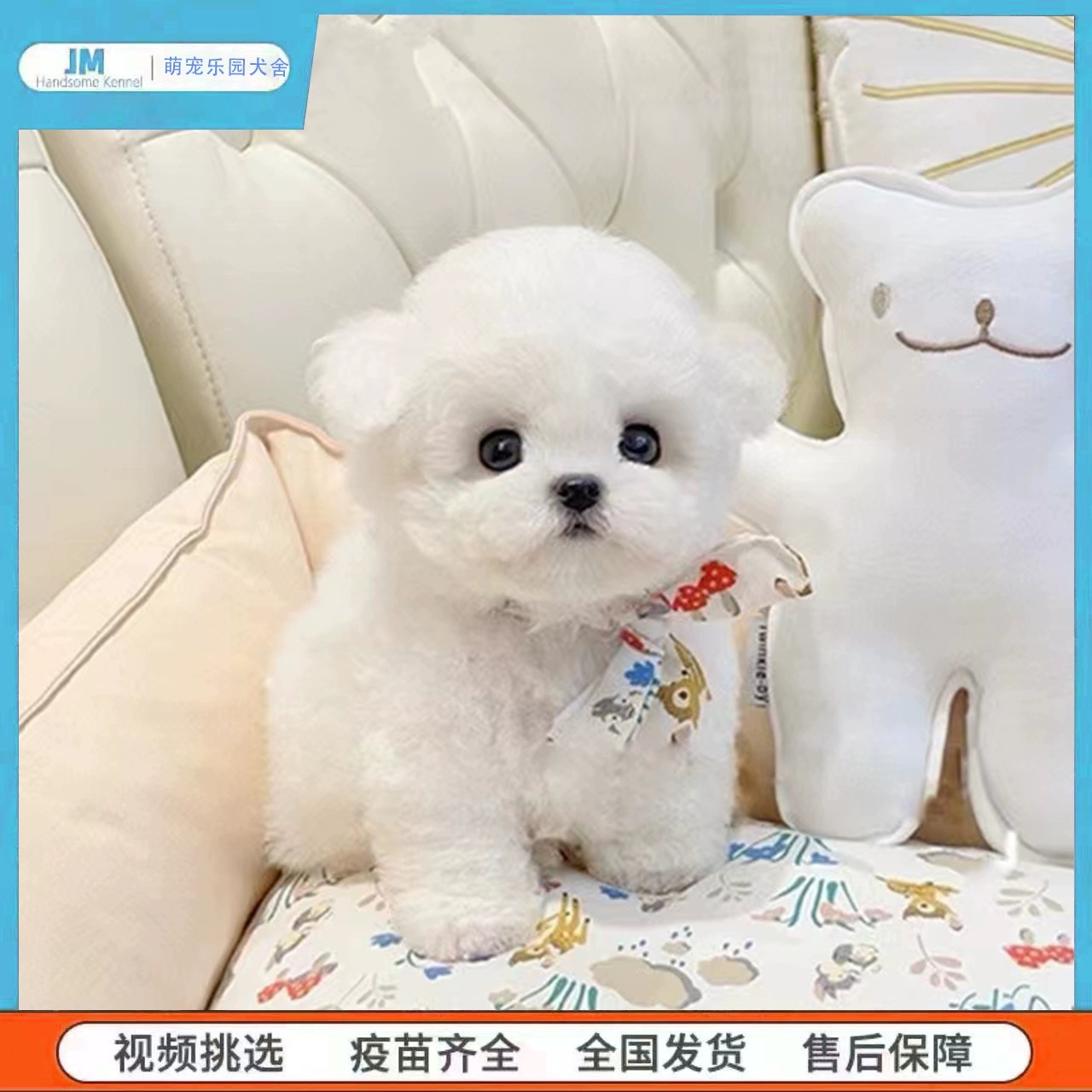 【拍1号链接抢名额 活动马上结束】纯种宠物狗狗比熊泰迪博美