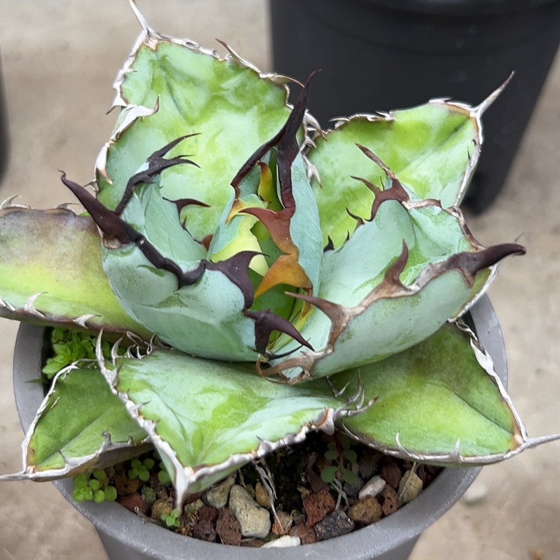 蓝鲸一物一拍偏远不包邮不退不换