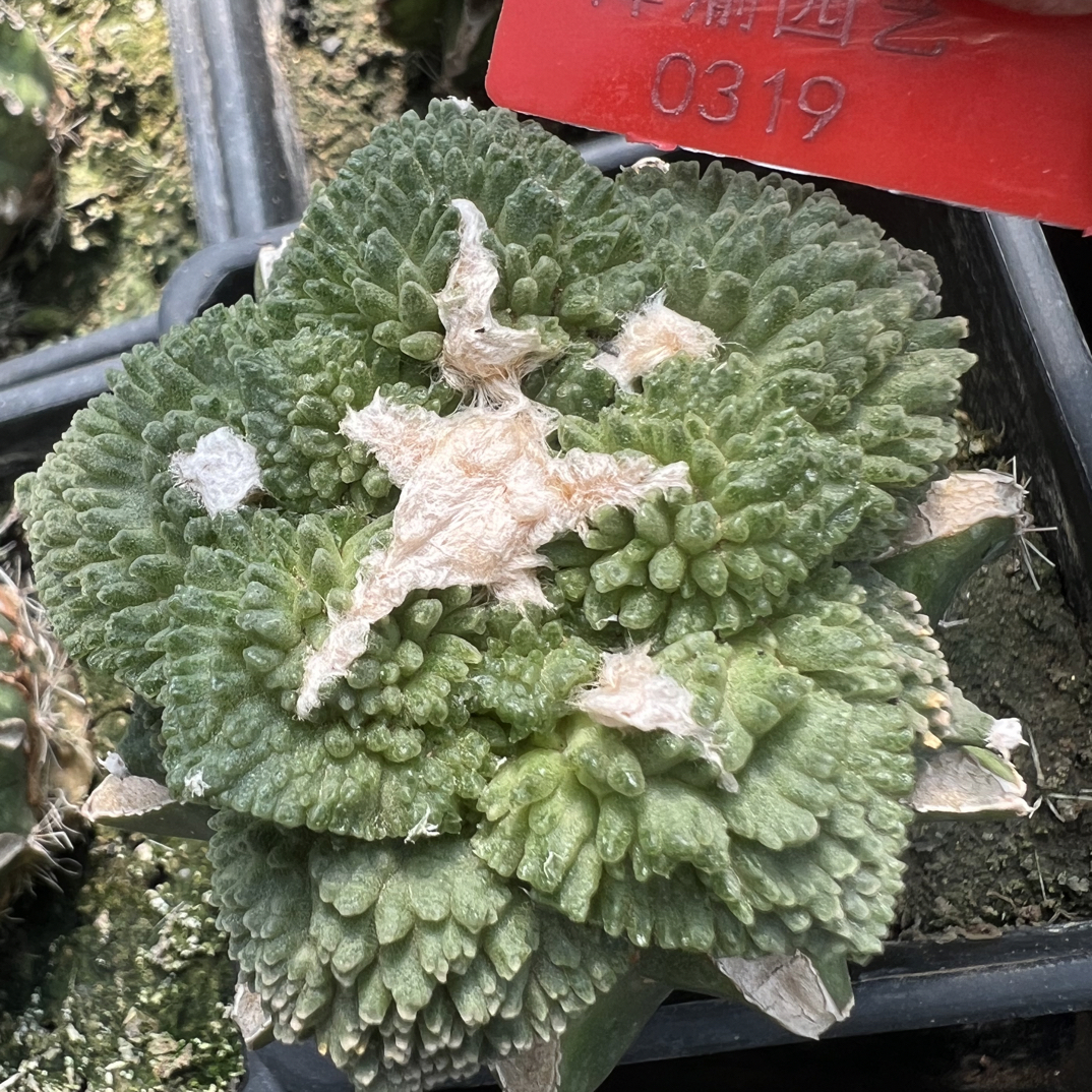 0319号草球苗接怒涛牡丹，辛顿牡丹，黑牡丹，各种牡丹锦，一物一拍