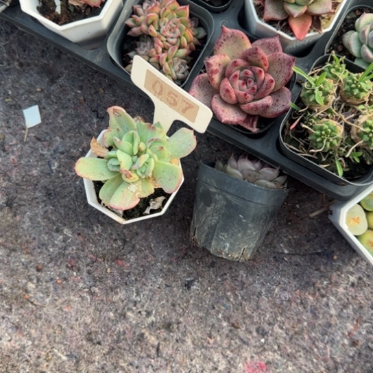 白****57碧桃锦多肉植物