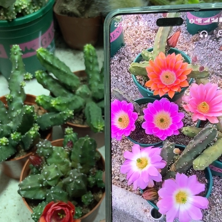 仙人球水仙晴朗新花色一盆
