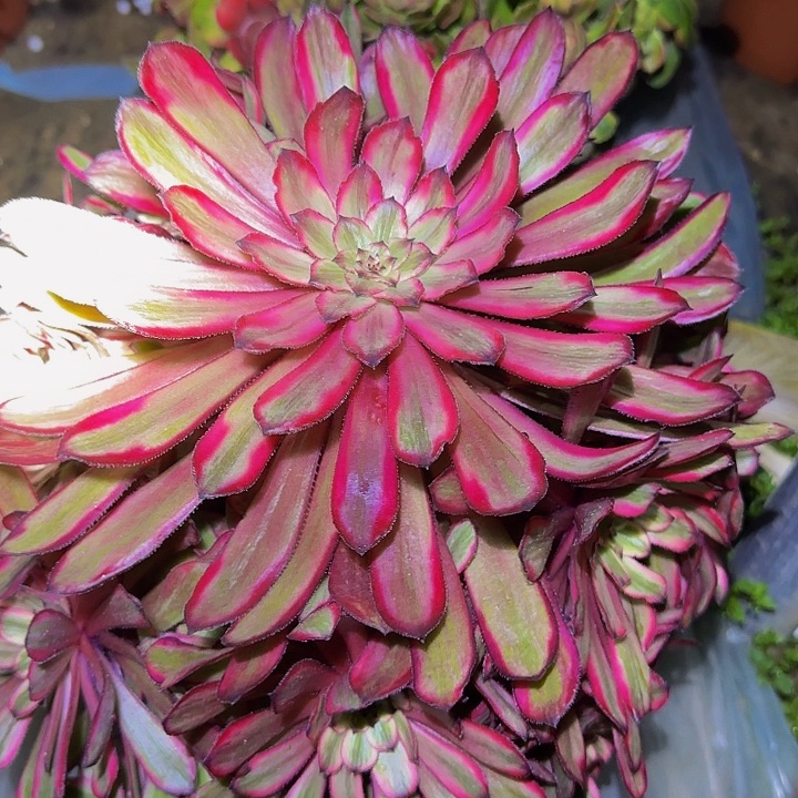 精品紫霞仙子老桩捧花开播福利