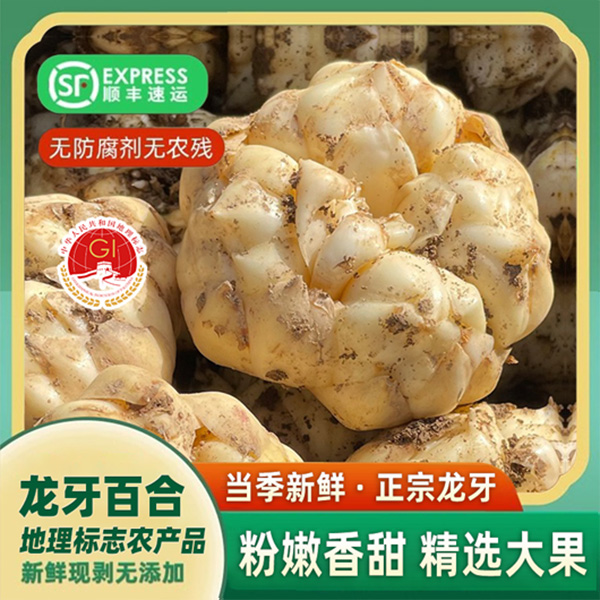 【四年份大头 湖南新鲜龙牙百合】 地理标志认证