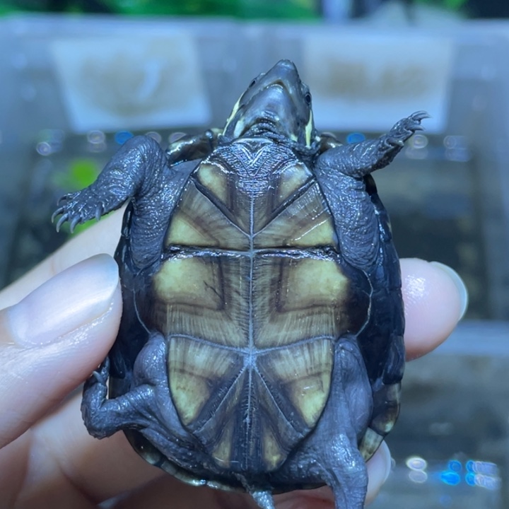 富***哥蛋龟不分公母头盔头盔头盔头盔