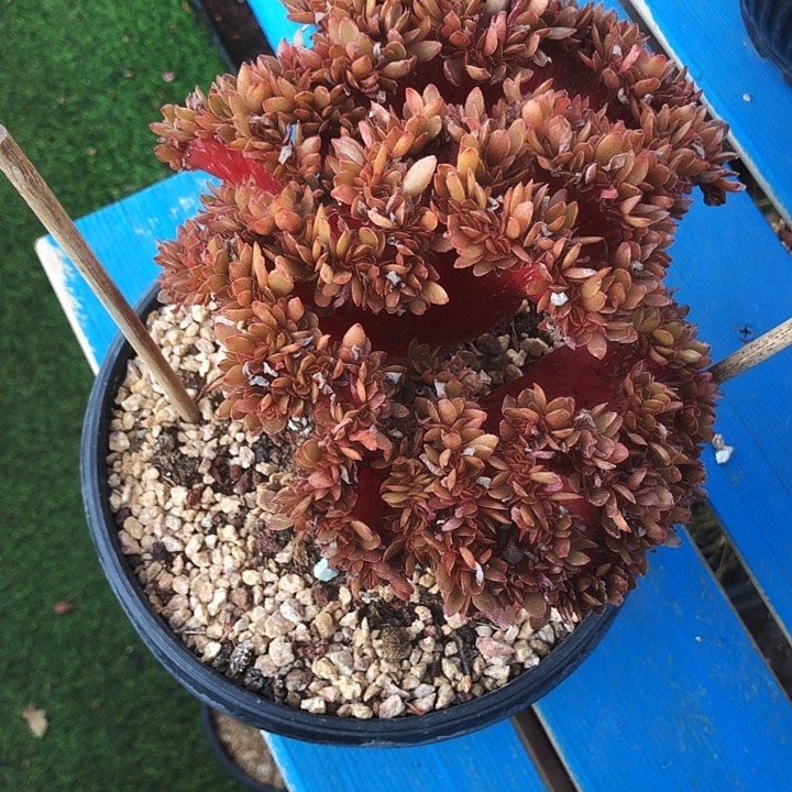 糖果缀化多肉植物